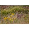 Image 1 : Briarwood Sporting Club Ohio Whitetail Hunt for Two Hunters