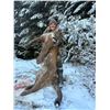 Image 1 : Mike Popp’s Nature Adventures North Idaho Predator 4 Pack Hunt