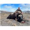 Image 1 : GREENLAND 3 DAY SPRING TROPHY MUSKOX HUNT.