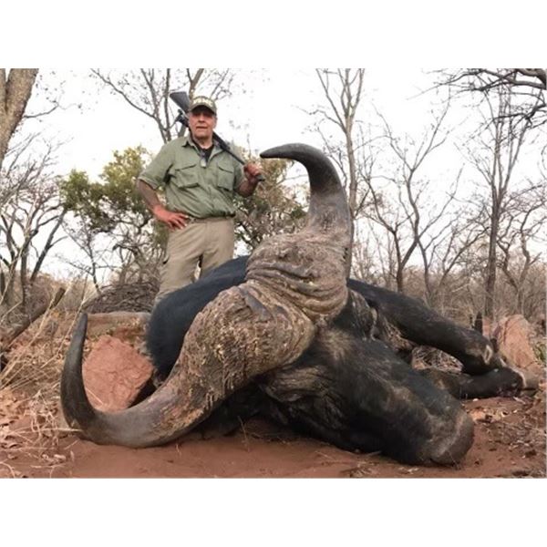 Africa Maximum Safaris – Cape Buffalo Bull and Cow