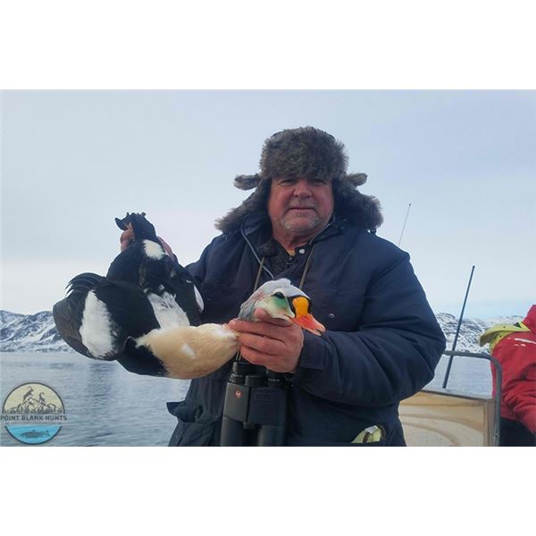 King Eider Duck Hunt in Greenland