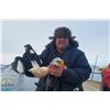 Image 1 : King Eider Duck Hunt in Greenland