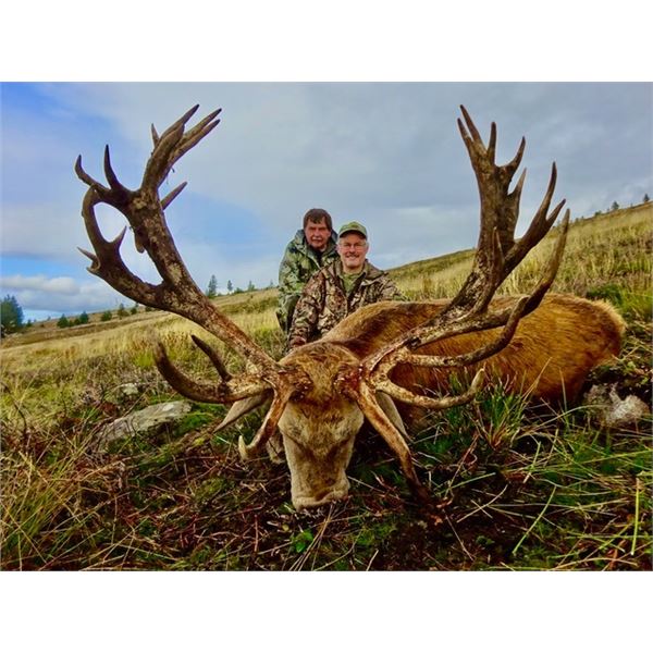 International Adventures Unlimited Red Stag