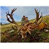 Image 1 : International Adventures Unlimited Red Stag