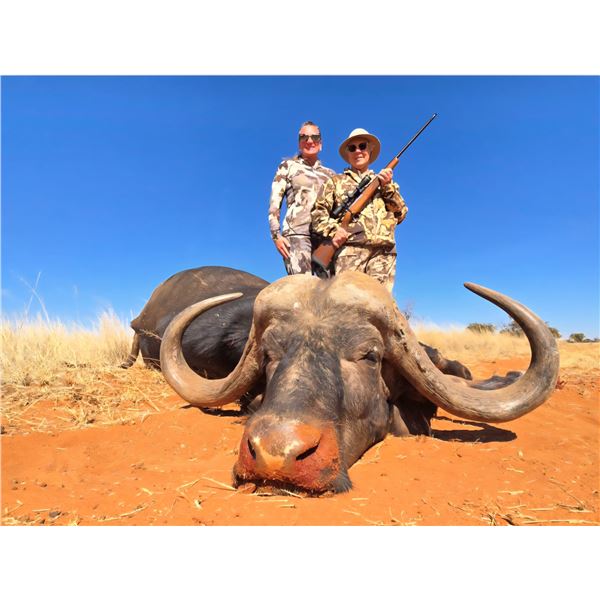 Nahla Safaris Cape Buffalo