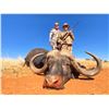 Image 1 : Nahla Safaris Cape Buffalo