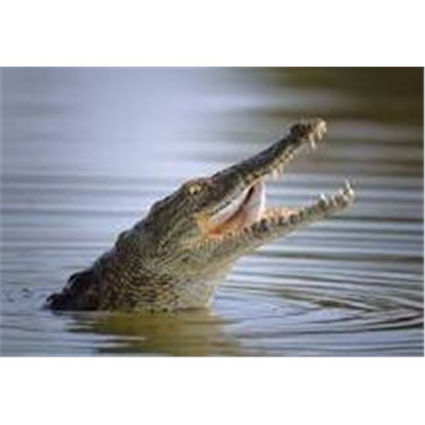 Crocodile & Red Duiker Safari
