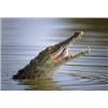 Image 1 : Crocodile & Red Duiker Safari