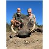 Image 1 : South African 5 Day Plains game hunt for 2-10 hunters
