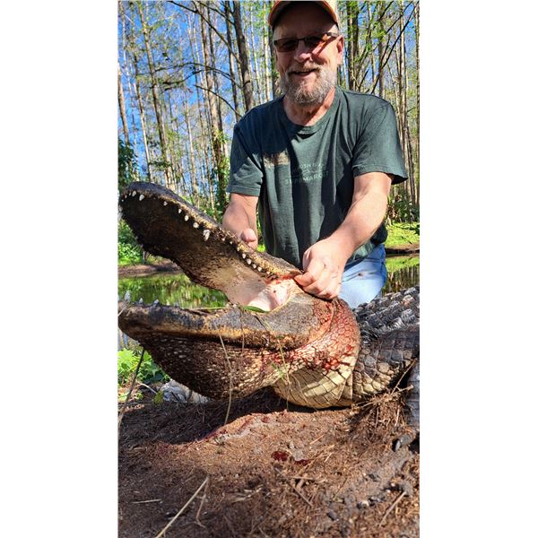 Florida Gator Hunt