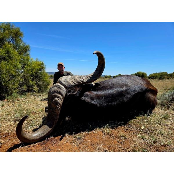 South African Cape Buffalo Hunt