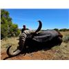 Image 1 : South African Cape Buffalo Hunt