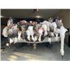 Image 1 : Cold Water Outfitters Waterfowl Hunt for 2