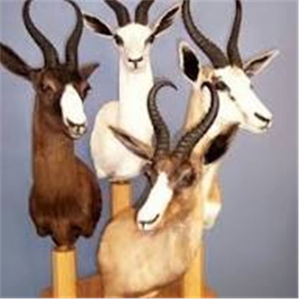 Nahla Safaris Spring Buck Slam