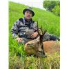 Image 1 : Scotland Roebuck Hunt with 2 Roebuck or Fall Red Stag