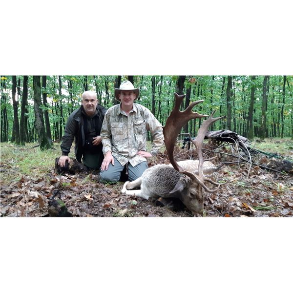 European Hunting Adventures FALLOW DEER IN SERBIA