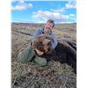 Image 1 : Spring Yukon Grizzly Hunt