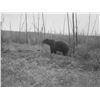 Image 3 : Spring Yukon Grizzly Hunt