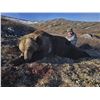 Image 4 : Spring Yukon Grizzly Hunt