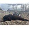 Image 2 : Yukon Black Bear Hunt with Grizzly Option