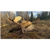 Image 1 : Yukon Moose Hunt