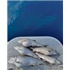 Image 4 : TESSIES’S GUIDE SERVICE, LAKE TAHOE