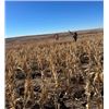 Image 3 : Bow Creek Pheasant Hunting