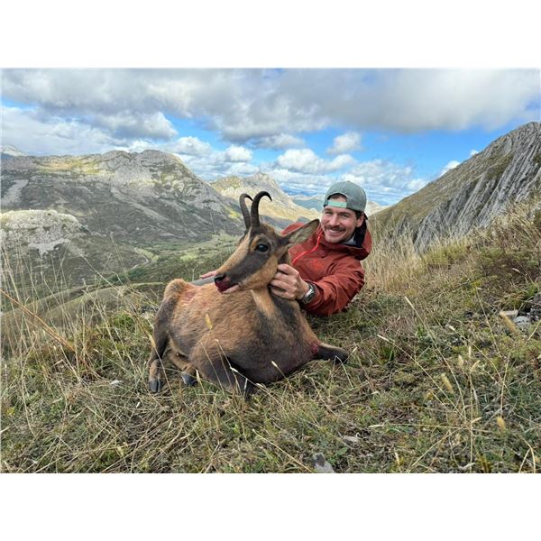 Safari Outfitters Cantabrian Chamois Sheep