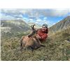 Image 1 : Safari Outfitters Cantabrian Chamois Sheep