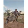Image 3 : King of Kings Sonoran Mule Deer Package 6 Day Sonora, Mexico Free Range Desert Mule Deer Hunt