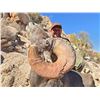 Image 1 : 10 Day Sonora, Mexico Free Range Desert Bighorn Sheep Hunt Package