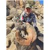 Image 2 : 10 Day Sonora, Mexico Free Range Desert Bighorn Sheep Hunt Package