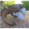 Image 4 : 10 Day Sonora, Mexico Free Range Desert Bighorn Sheep Hunt Package