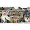 Image 5 : DREAMCATCHERS & WOLVES DECOR ITEMS
