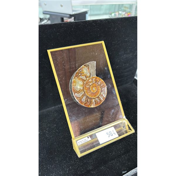 AMMONITE FOSSIL ON A DISPLAY