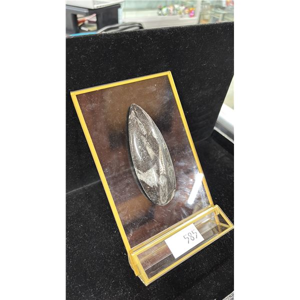 ORTHOCERAS FOSSIL ON STAND