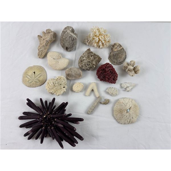 Ocean Corals and Decor