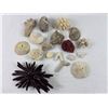 Image 1 : Ocean Corals and Decor