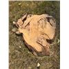 Image 1 : Live Edge Wood Slab
