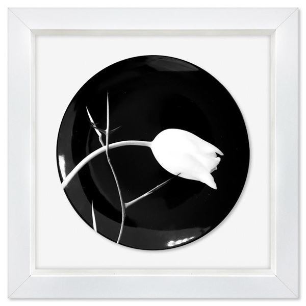 Tulip (1988) by Robert Mapplethorpe (1946-1989)