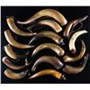 Image 2 : LARGE GROUP OF LARGE VINTAGE POWDER HORNS.