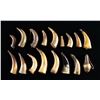 Image 2 : GROUP OF 17 EARLY FLINTLOCK PRIMING HORNS.