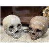Image 2 : Movie Accessories Realistic Skulls