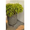 Image 7 : Group of 4 concrete planters