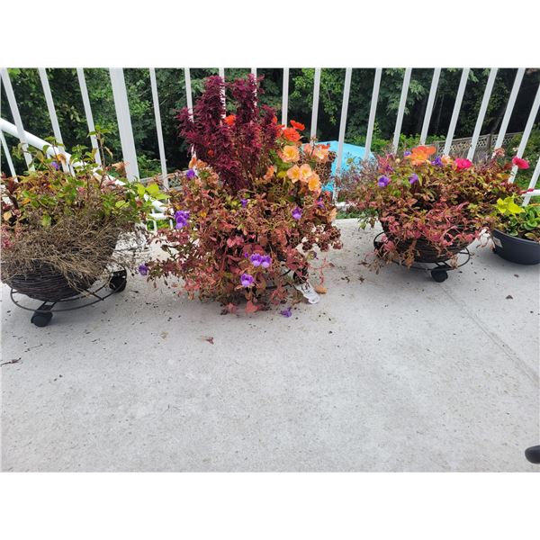 Plants on Rolling Stands  B