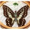 Image 2 : Coaster Set w/ Real Butterfly Wings and Ferns