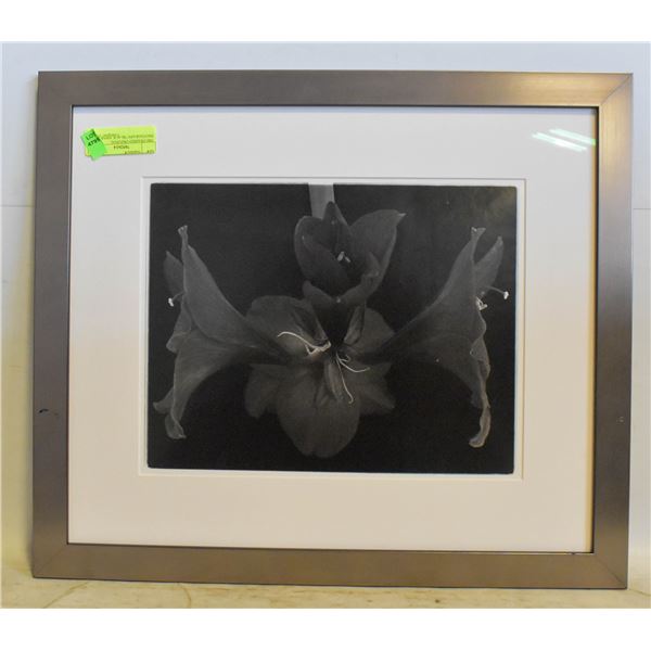 1983 FRAMED ORIGINAL PHOTOGRAPH "BLACK AMARYLLIS"