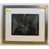 Image 1 : 1983 FRAMED ORIGINAL PHOTOGRAPH "BLACK AMARYLLIS"