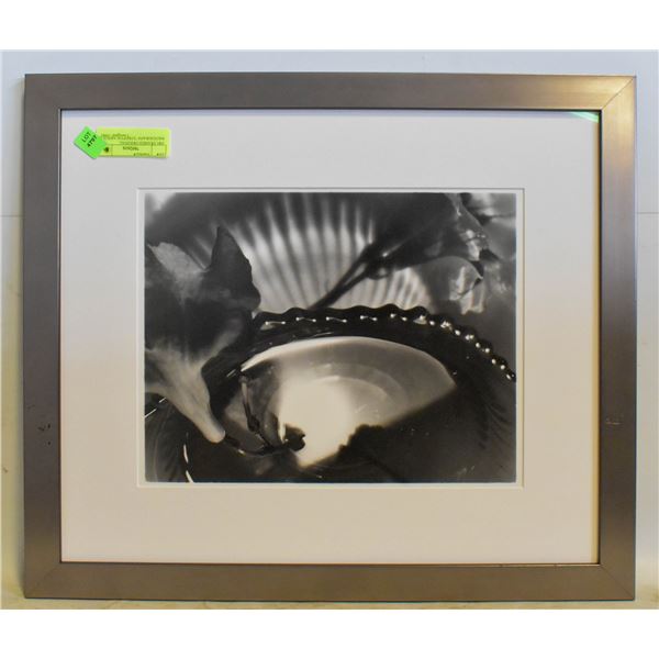 1981 FRAMED ORIGINAL PHOTOGRAPH "STREPTOCARPUS #3