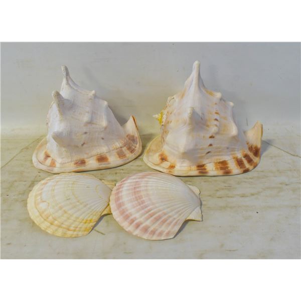 LOT OF LARGE SEASHELLS & CONCH SHELLS
